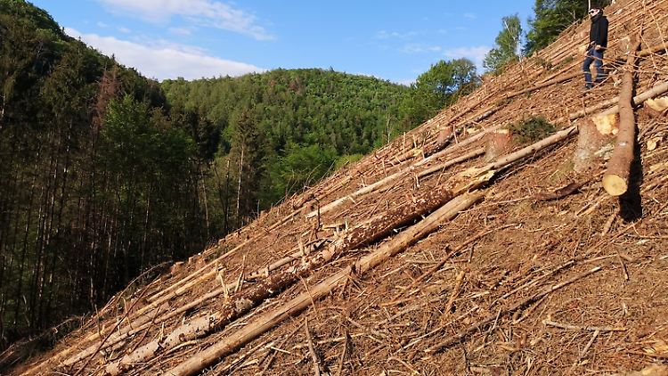 Räumungsschlag im Westerwald: Das Waldsterben wegen des Klimawandels ist aus Sicht von Wald-Experten nicht durch massenhafte Neuanpflanzung von Setzlingen aufzuhalten..