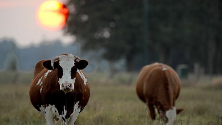 Sich frei auf der Weide bewegen zu können ist für viele Kühe in Deutschland nicht selbstverständlich. Bundesagrarministerin Julia Klöckner von der CDU will sich deshalb für artgerechtere Tierhaltung einsetzen.