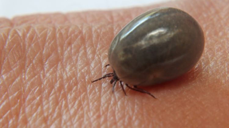 Diese Zecke hat sich bereits mit Blut vollgesogen: Auch beim Entfernen der Tiere kann es zu Infektionen kommen.