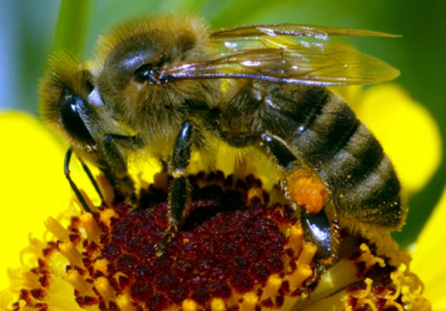 Erschreckende Nachrichten kamen vor einigen Jahren aus den USA zu uns. Millionenfach und spurlos verschwanden die Bienen aus ihren Stöcken.