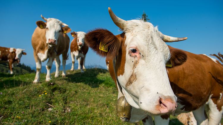Vor allem Kühe mit Kälbern setzen schonmal auf Verteidigung statt auf Flucht.