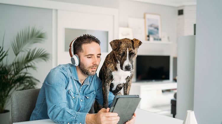 Manche Hunde gehen ganz auf im Homeoffice.