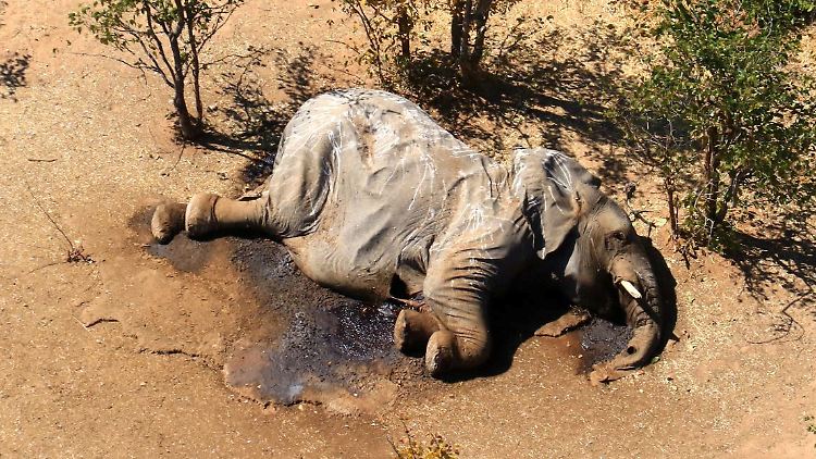 Noch weiß niemand, warum seit einigen Monaten Hunderte Elefanten in Botswana verendeten.