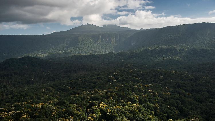 Der Regenwald bedeckt einen Großteil von Guyana.