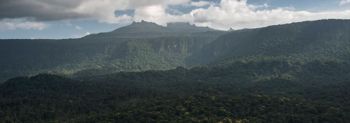 Der Regenwald bedeckt einen Großteil von Guyana.