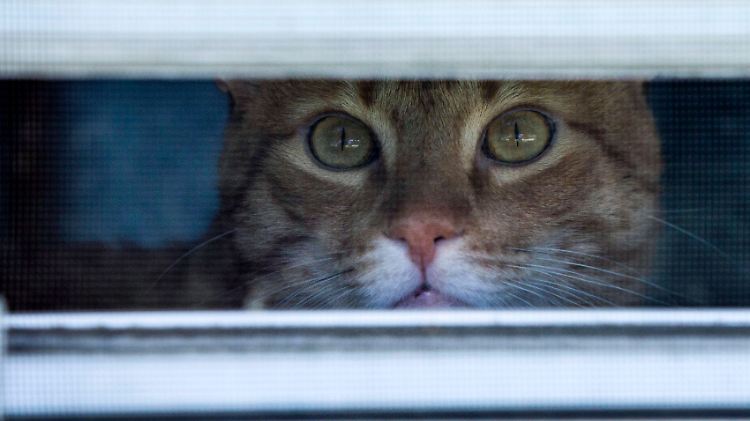 In Quarantäne: Auch Katzen können sich mit dem Coronavirus infizieren. Eine Übertragung von Tier zu Mensch ist aber bislang nicht erwiesen. 