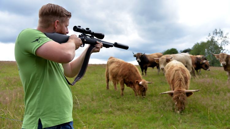 Wenn es wieder mal soweit ist, nimmt Landwirt Christian Gommes sein Jagdgewehr und setzt sich auf den Hochsitz. Ehefrau Sarah lockt die Rinder mit Brötchen an