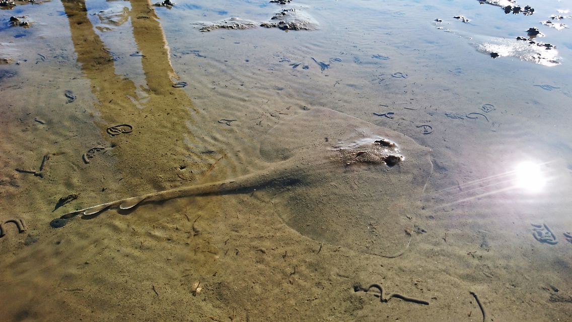 Gut getarnt: der Nagelrochen im Wattenmeer.