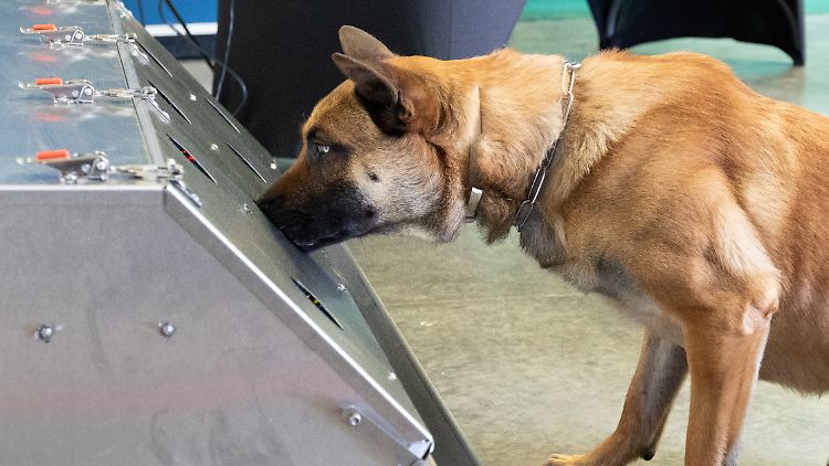 Schäferhund Donnie bei der Arbeit.