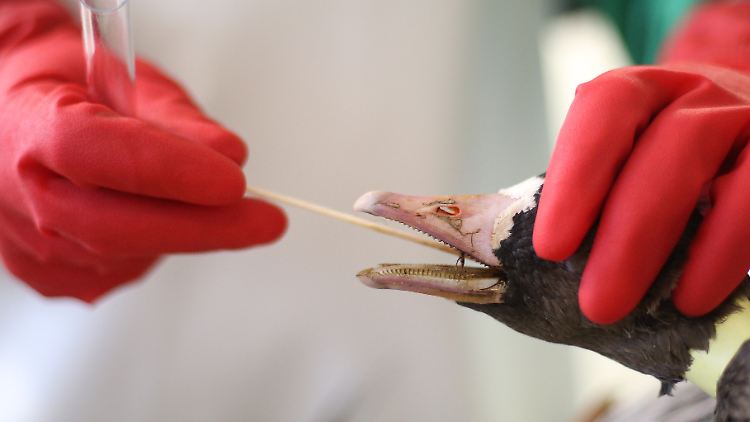 Ein Veterinär nimmt bei einer Gans eine Probe. Auch die Vogelgrippe ist auf den Menschen übertragbar. 
