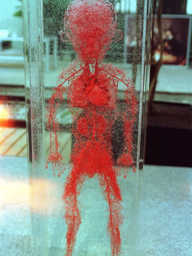 Blutgefäße eines Kindes (Ausgusspräparat aus Gunther von Hagens "Körperwelten").