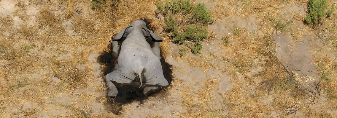 2020-07-02T000000Z_1339375368_RC2ZKH9Q8VO9_RTRMADP_3_BOTSWANA-ELEPHANTS.JPG