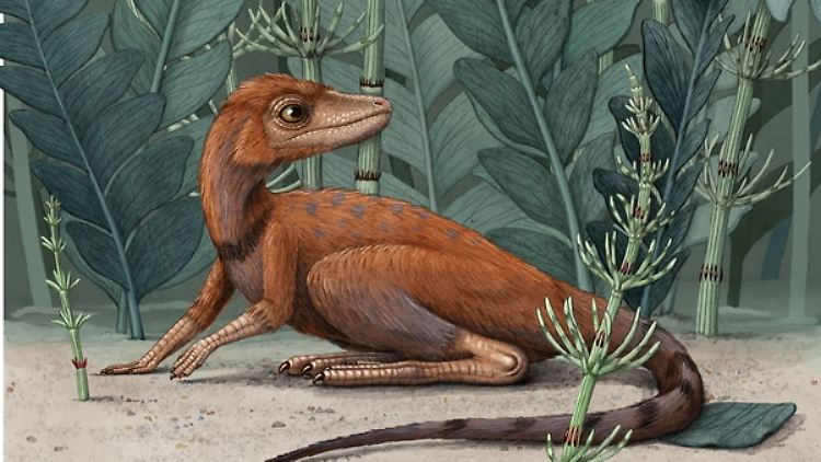 Kongonaphon kely bedeutet "kleiner Käfermörder" und stammt aus der auf Madagskar gesprochenen Sprache Malagassi. Dort wurde das Fossil entdeckt.