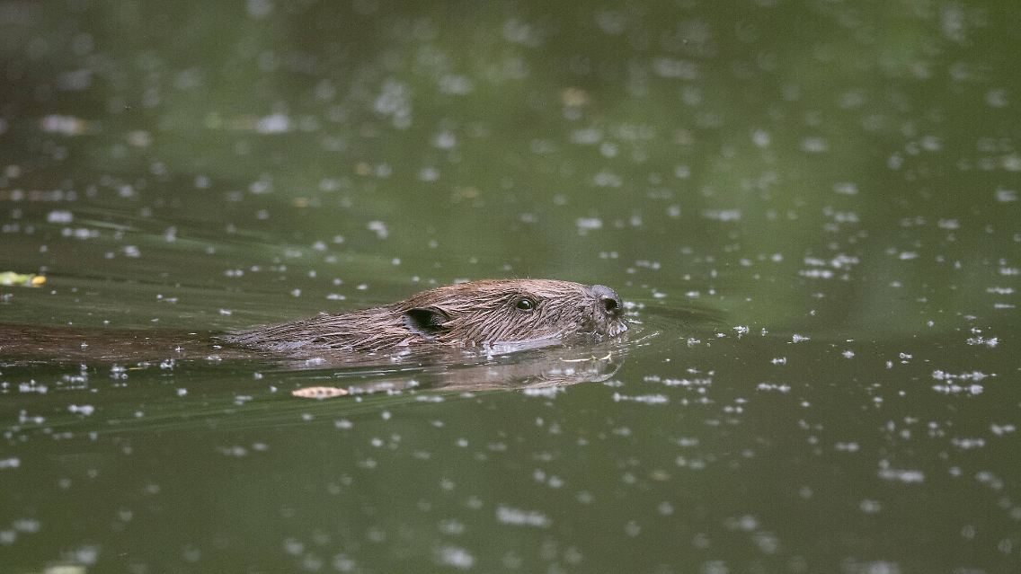 imago0101689992h.jpg