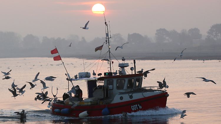 Auch Fischer leiden unter dem Verschwinden von Fischen, die kältere Gewässer bevorzugen.