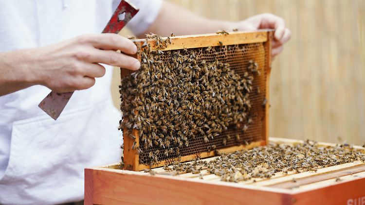 Bienen können auch einfach gemietet werden.