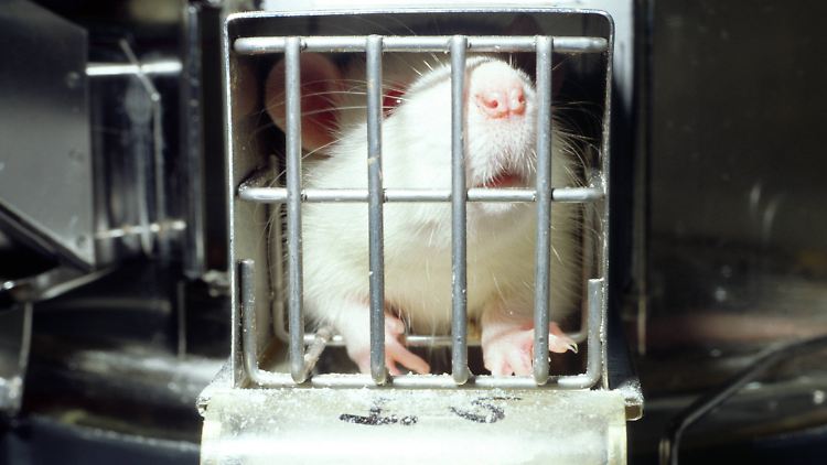 Ratten gelten als soziale und intelligente Tiere, deren Verhalten in Notsituationen dem von Menschen ähnelt.