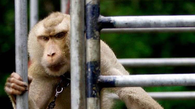 Affen als Kokosnuss-Pflücker - dagegen geht die Tierschutzorganisation Peta vor.