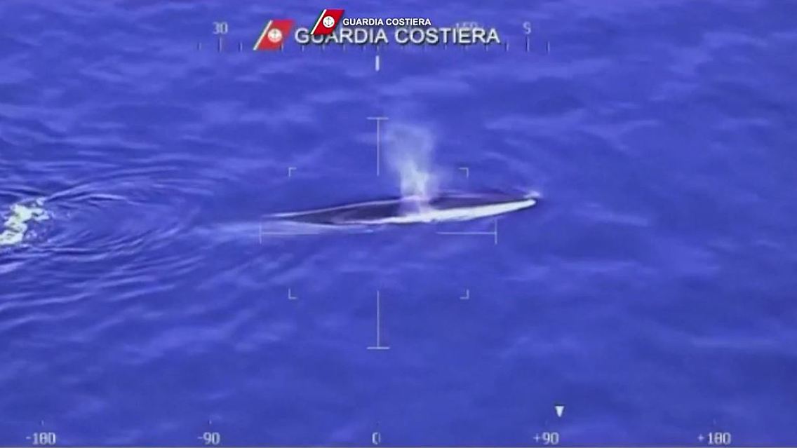 Italien Mittelmeer Wal Corona.JPG