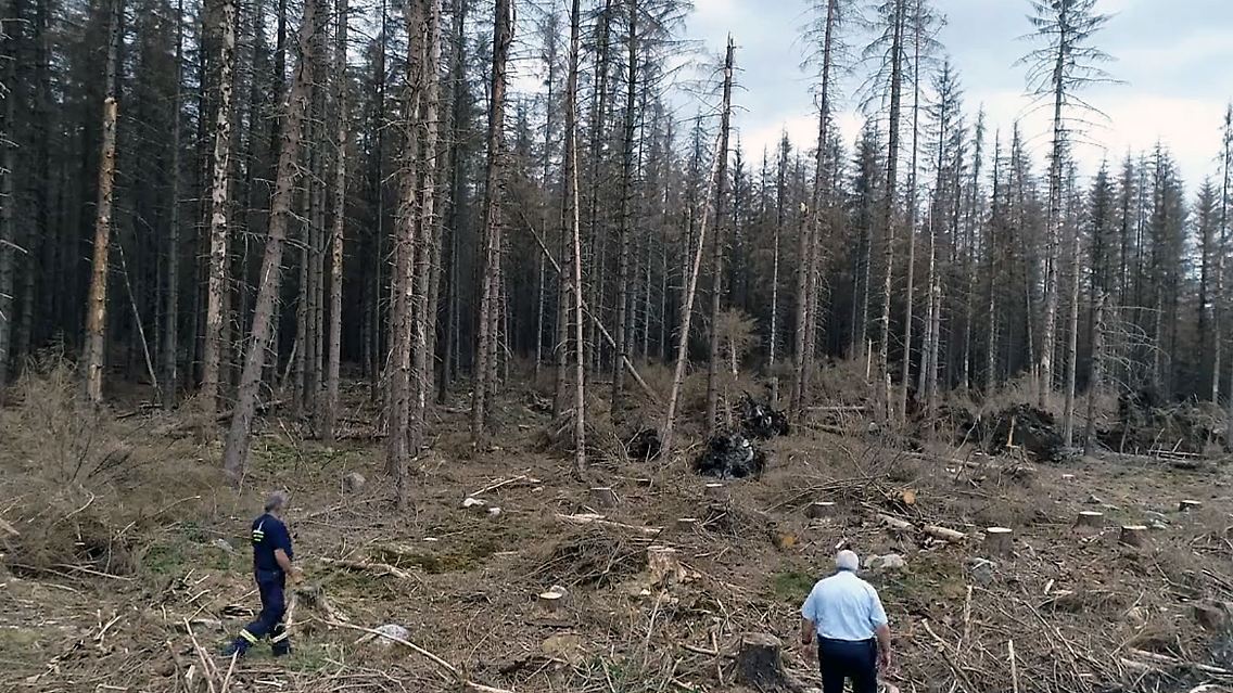 Waldsterben2.jpg