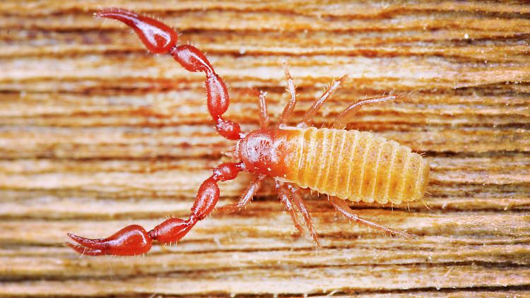 "Anthrenochernes stellae"