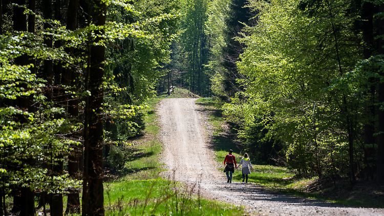 Die Kolumnistin durchwandert die bayrischen Wälder und gewinnt ganz neue Erkenntnisse.