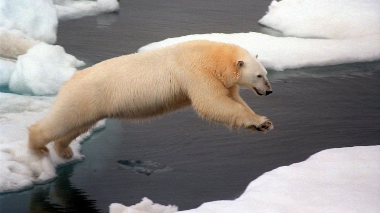 Laut einer Studie verkleinert sich mit dem Schrumpfen des Eises am Nordpol das Zeitfenster, das den Bären für die Robbenjagd bleibt.