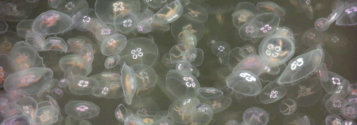 Quallen, Quallen und noch mehr Quallen.