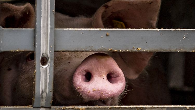 Viele Schweine dürfen - oder müssen - zurzeit länger leben.