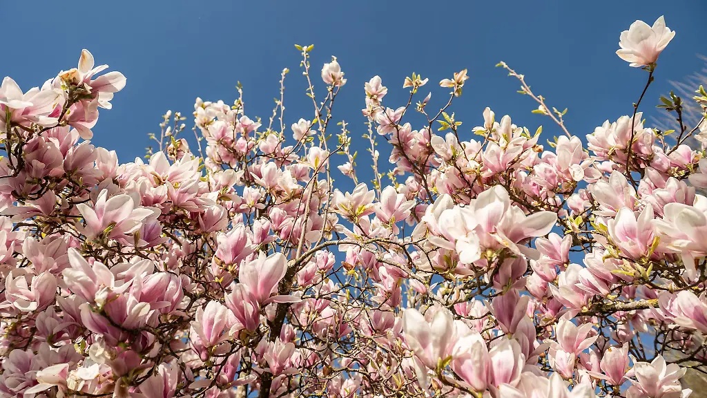 Zum-Wochenende-bleibt-es-zunaechst-sonnig-dann-gibt-es-vereinzelt-Regenschauer-Die-Temperaturen-steigen-auf-25-Grad