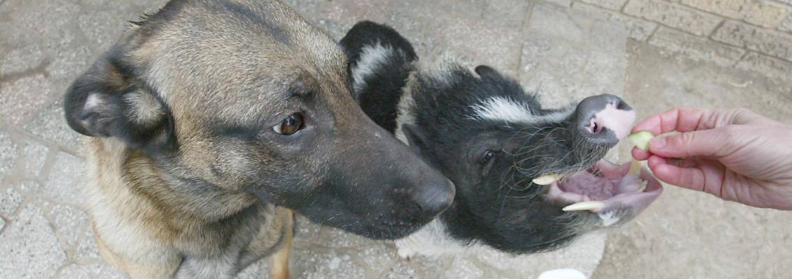Mini-Schweine werden als Haustiere immer beliebter.