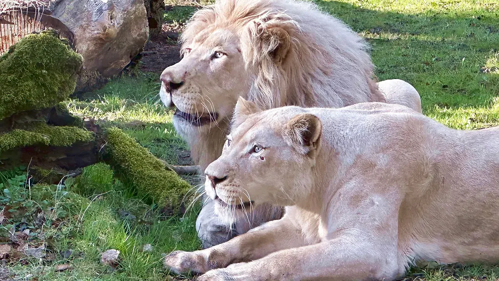Malibu-l-und-Ariza-sind-die-zwei-neuen-weissen-Loewen-im-Zoo-von-Stralsund-Handout