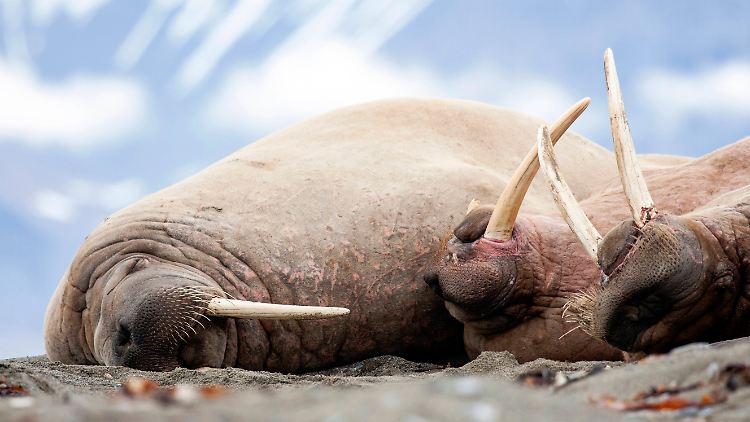 Der Lebensraum vieler Tiere in der Arktis wird durch den Klimawandel nachhaltig verändert.
