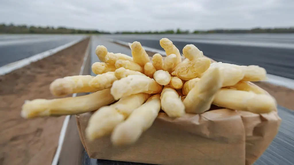 Spargelbauern-aus-Niedersachsen-und-Nordrhein-Westfalen-haben-in-Glandorf-offiziell-die-Spargelsaison-eroeffnet