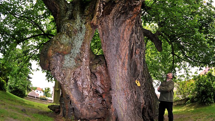 Diese 1000-jährige Linde ist das Wahrzeichen der sächsischen Gemeinde Collm. Sie steht seit 1949 als Baumnaturdenkmal unter Schutz. (Bild von 2010)