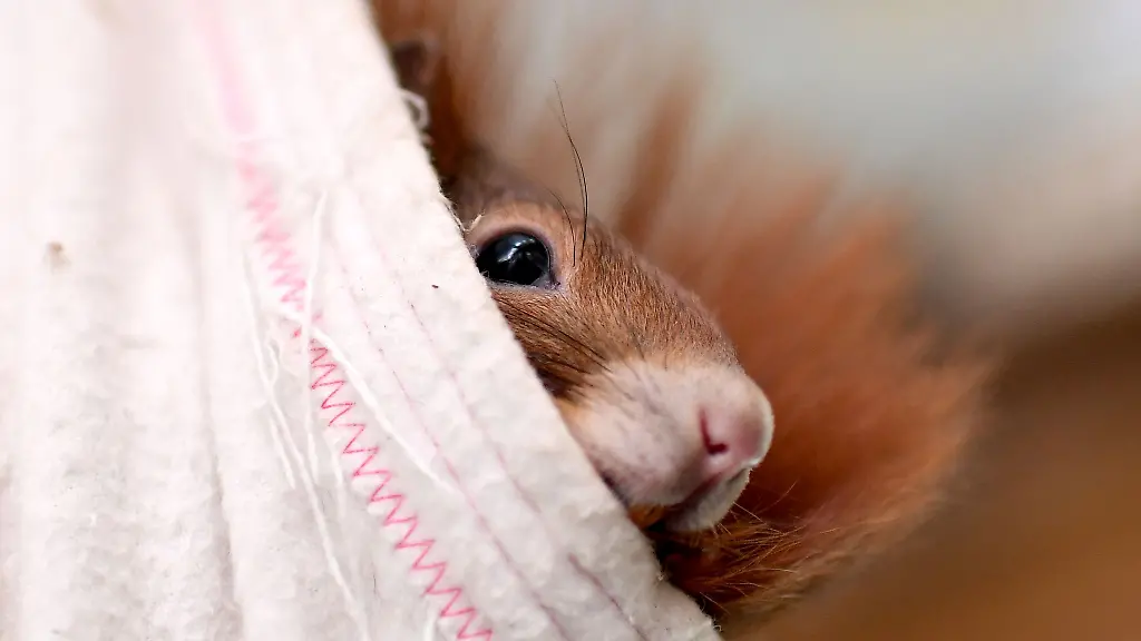 Wildtiere-wie-dieses-Eichhoernchen-koennen-in-Zukunft-nicht-in-der-Auffangstation-des-Zoos-Neuwied-behandelt-werden
