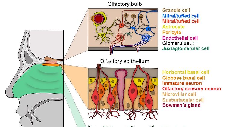 Die Grafik zeigt die drei verschiedenen Zelltypen in der menschlichen Nasenhöhle.