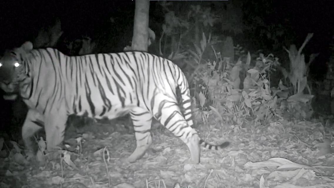 TigerKamerafalle.jpg