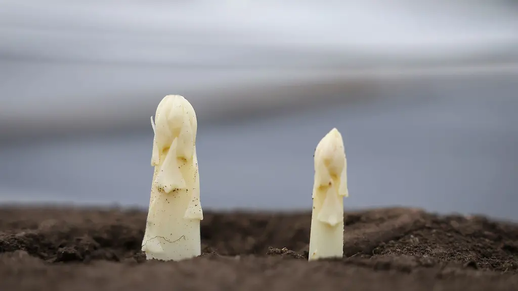 Die-derzeitige-Trockenheit-ist-fuer-den-Spargel-kein-Problem