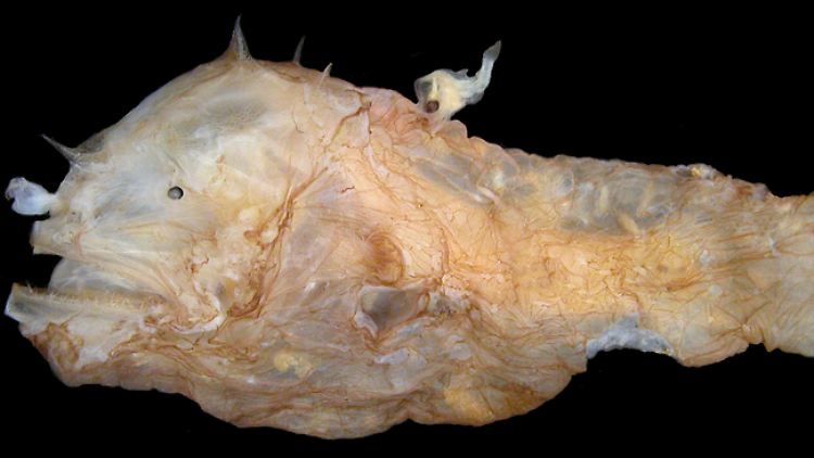 Ein 46 Millimeter großes Photocorynus-spiniceps-Weibchen mit einem 6,2-Millimeter-Männchen auf der Rückseite.