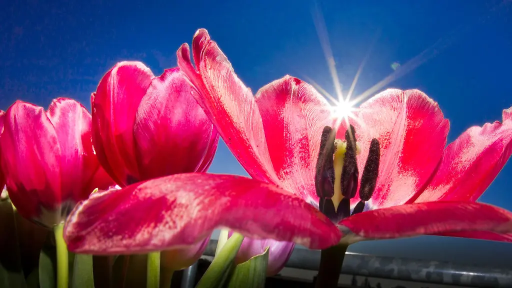 Der-Deutsche-Wetterdienst-erwartet-bis-zum-Ende-der-Woche-trockenes-mildes-Fruehlingswetter