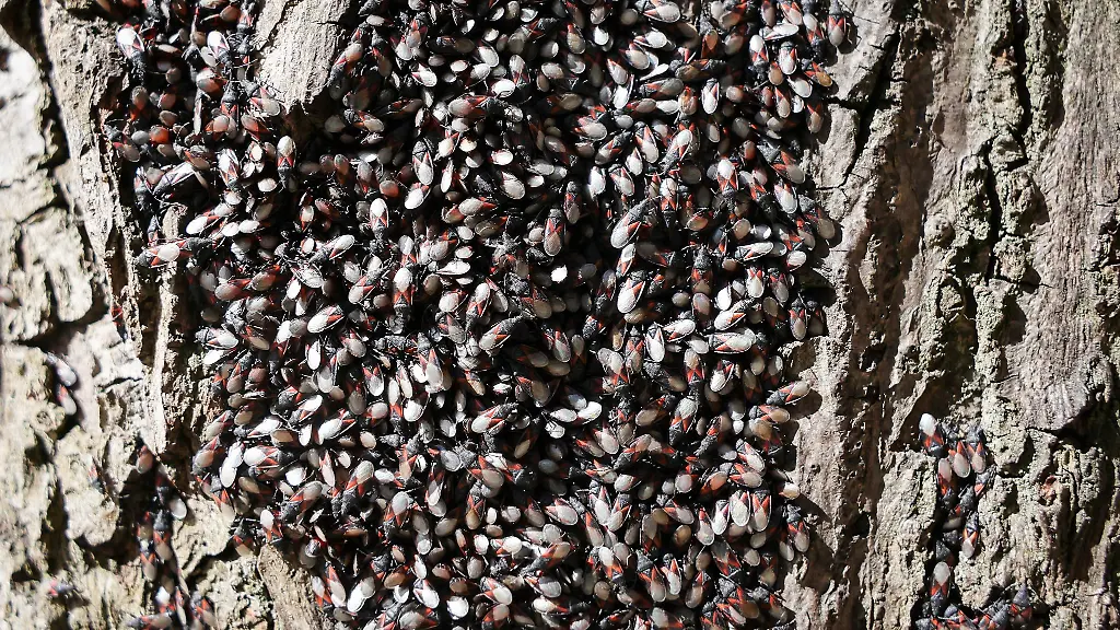 Der-ganze-Baum-in-Hamburg-Eimsbuettel-ist-mit-den-Tieren-ueberzogen