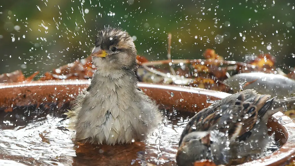 Mit-Wasserschalen-kann-man-Voegeln-helfen