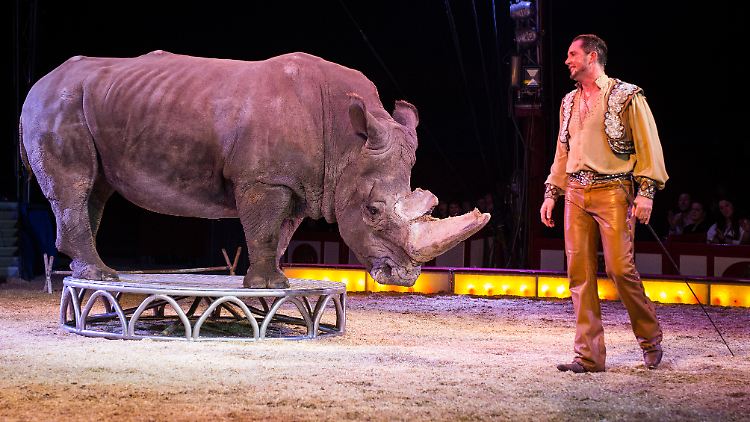 Der Einsatz von Nashörnern im Zirkus ist höchst umstritten, da die Haltungsbedingungen der Tiere auf engem Raum oft mangelhaft sind.