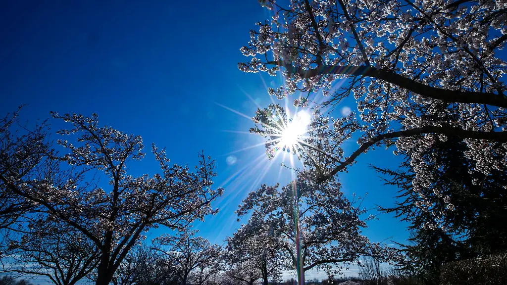 Kirschblueten-im-Sonnenschein-Am-Wochenende-wird-die-25-Grad-Marke-geknackt