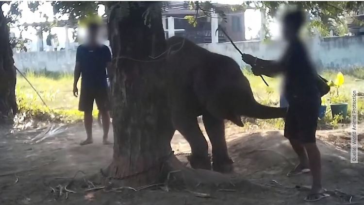 Thailand Elefant.JPG