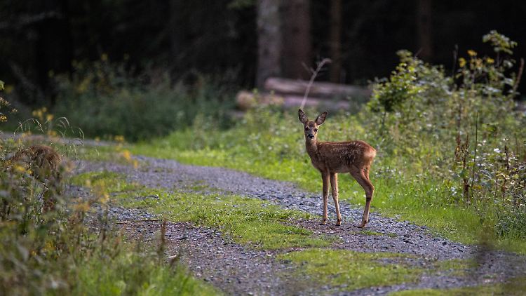 Capreolus capreolus - Europäisches Reh: Es kommen harte Zeiten auf die Tiere zu. Ihre hohe Zahl steht dem Waldumbau im Weg.