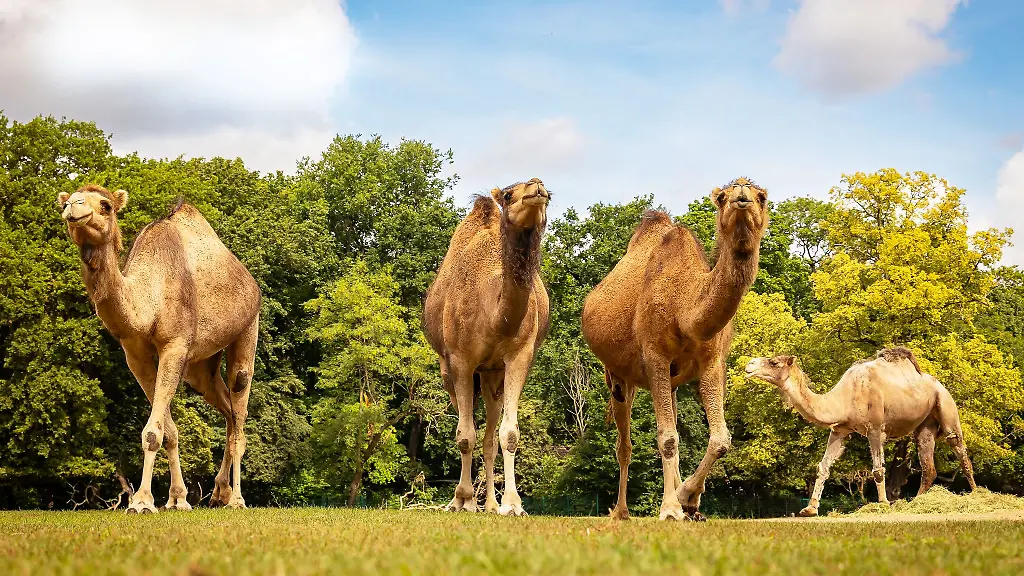 Der-Berliner-Zoo-will-im-Laufe-seiner-nun-startenden-Saison-fuenf-neue-Tierarten-zeigen-darunter-Dromedare
