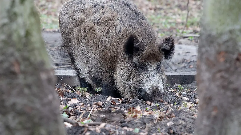 In-Berlin-soll-ein-Wildschwein-eine-Frau-angegriffen-haben