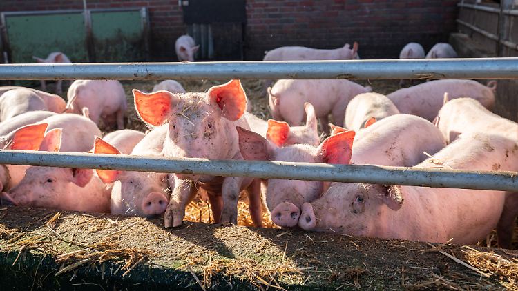In mehr als der Hälfte der untersuchten Betriebe in Europa wurden ganzjährig Grippeinfektionen nachgewiesen.